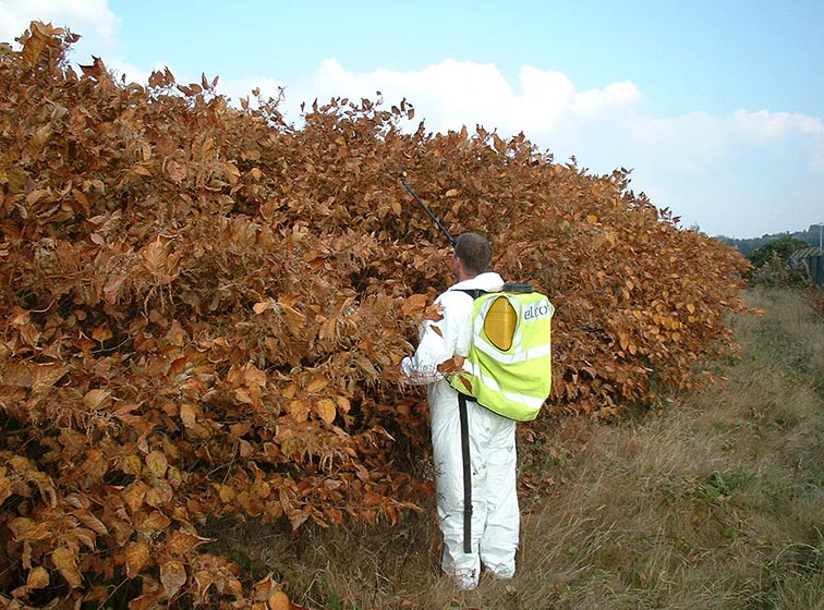 japanese knotweed management plan
