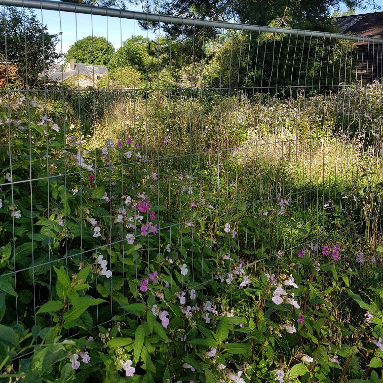 Himalayan Balsam 