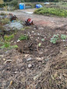 Japanese knotweed excavation