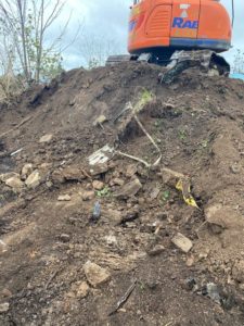 Japanese knotweed excavation
