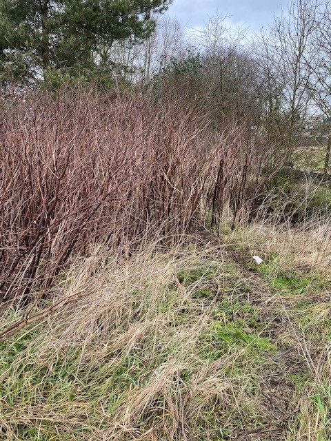 Japanese Knotweed Excavation