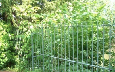 How Invasive Plants Affect Property Value & What You Can Do About It