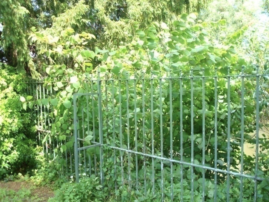 Japanese Knotweed 3m Tall Green Yellow Leaves 1