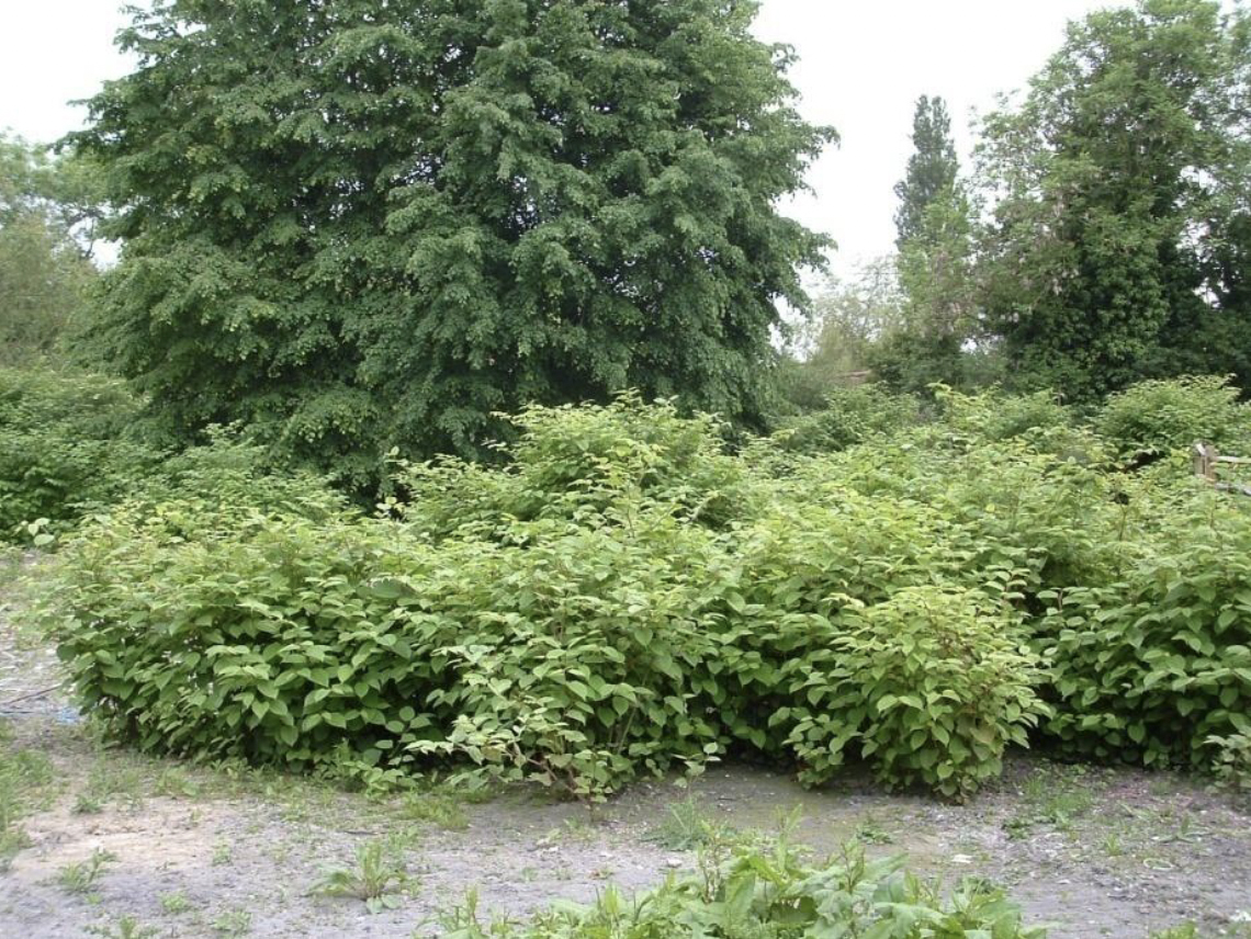 Japanese Knotweed 3m Tall Green Yellow Leaves 2