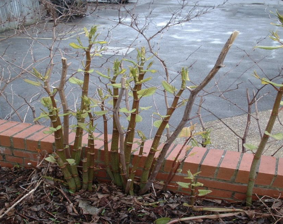 Japanese Knotweed Rapid Stem Growth 1