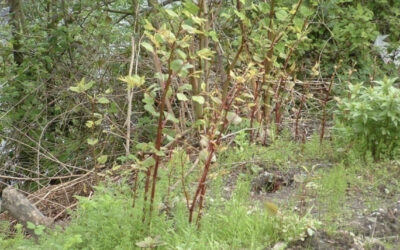 The Legal Side of Invasive Plants: What UK Homeowners Need to Know