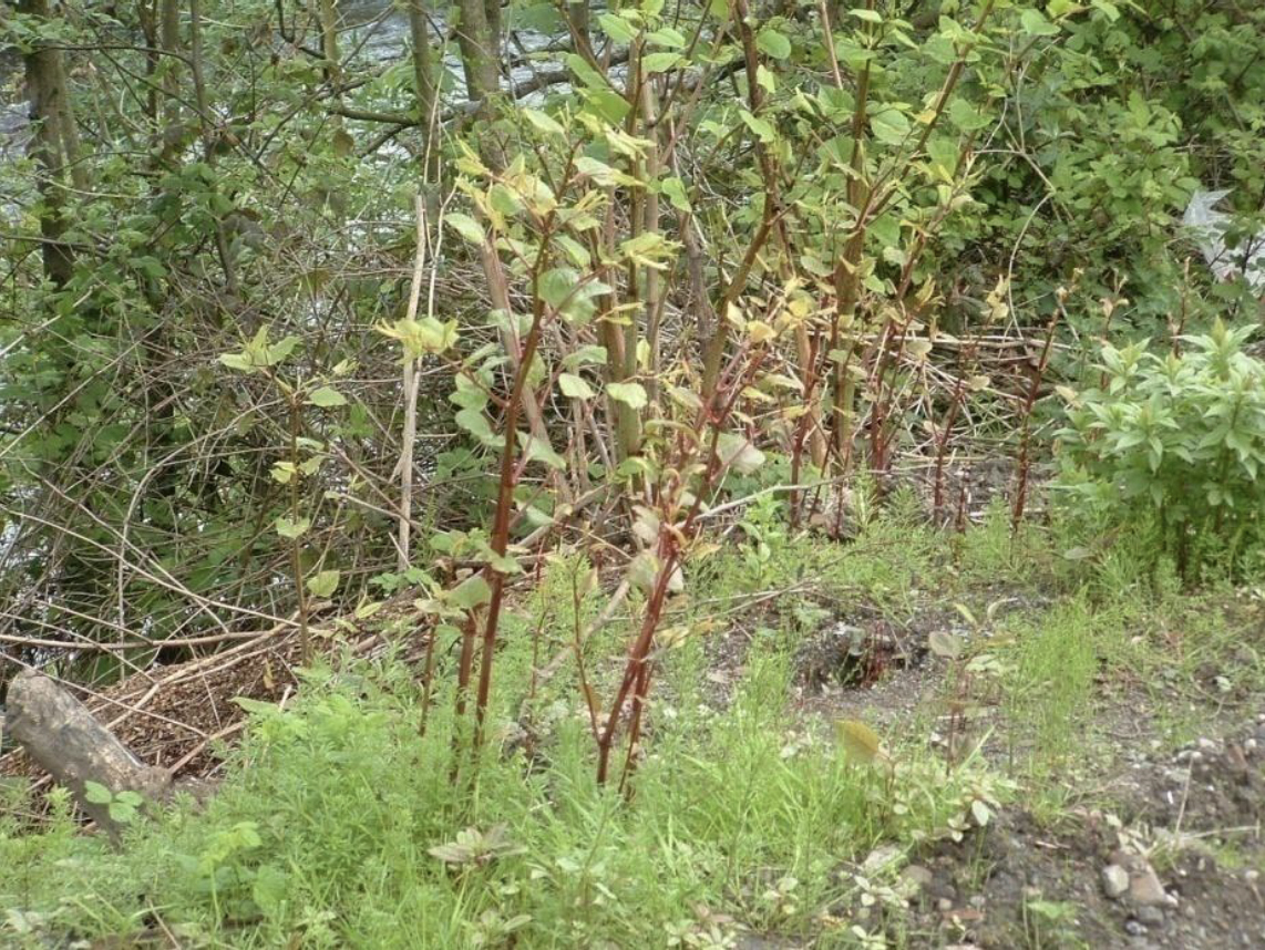 Japanese Knotweed Rapid Stem Growth 2