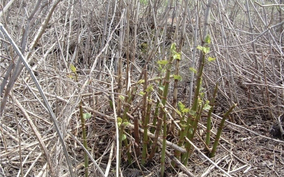 Spring Growth: Identifying Japanese Knotweed Early