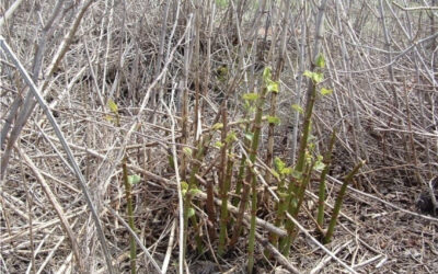 Spring Growth: Identifying Japanese Knotweed Early