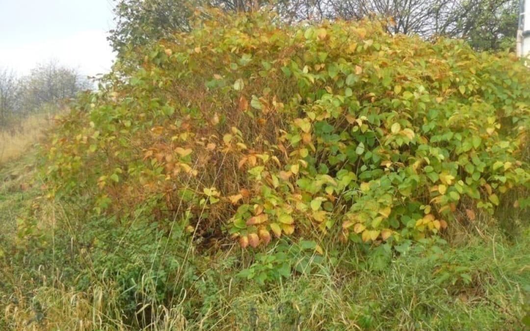 The Cost of Ignoring Invasive Plants: Fines, Property Damage & Legal Issues