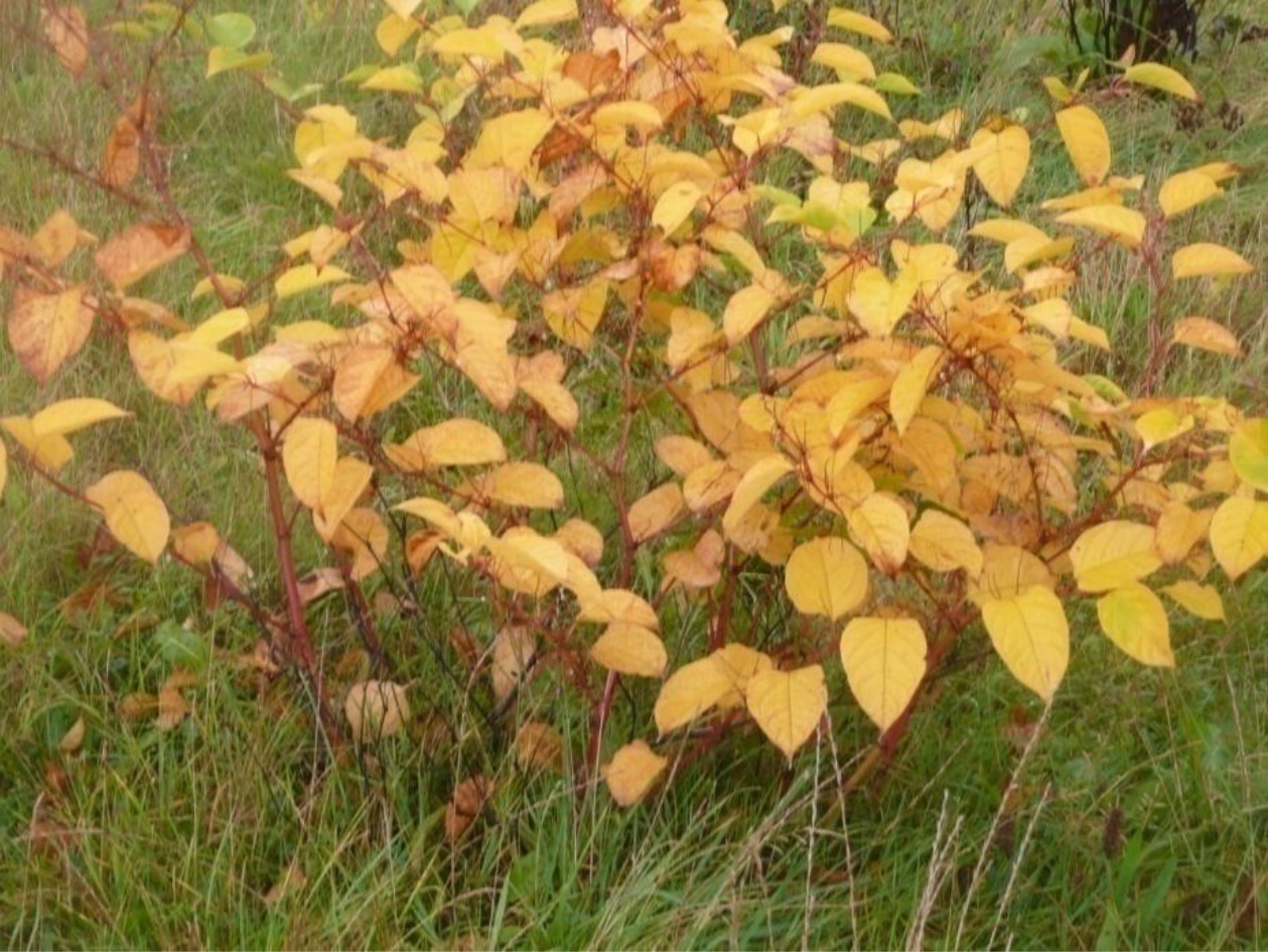 Knotweed Shutting Down for Winter 2 Nov