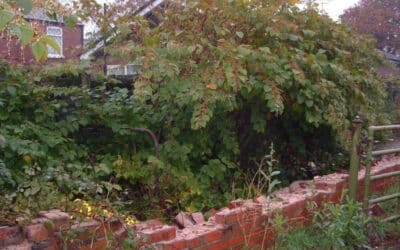 Japanese Knotweed Myths & Facts: Separating Truth from Fiction