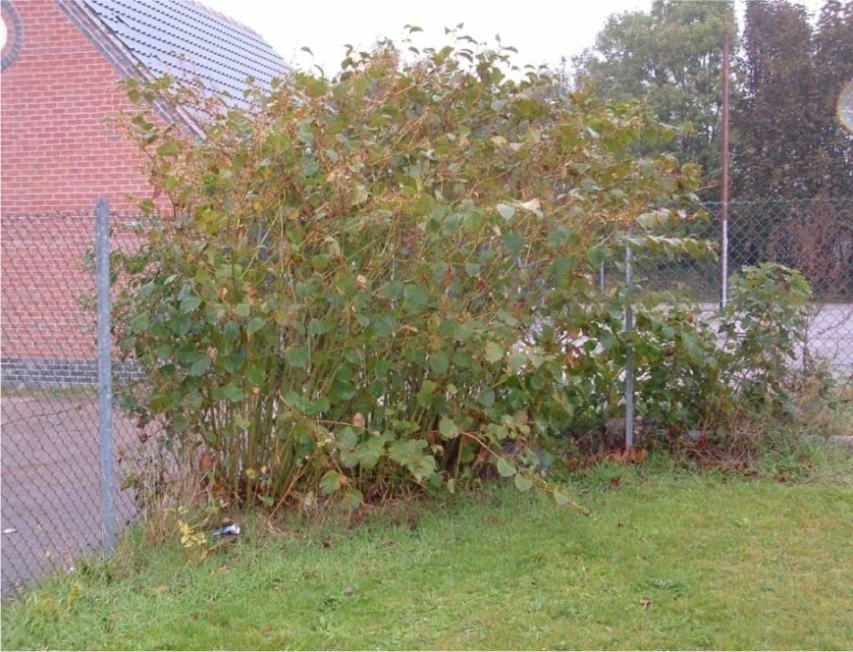 Knotweed Starts to Brown2 Oct