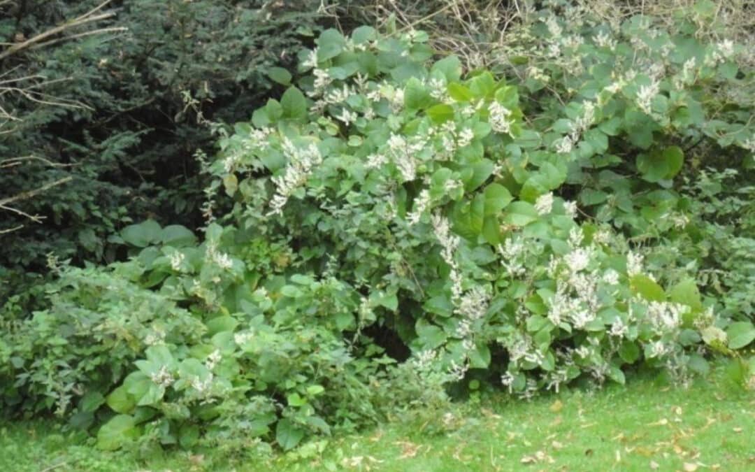 Preparing for Winter: How to Manage Knotweed & Other Invasive Plants in Autumn