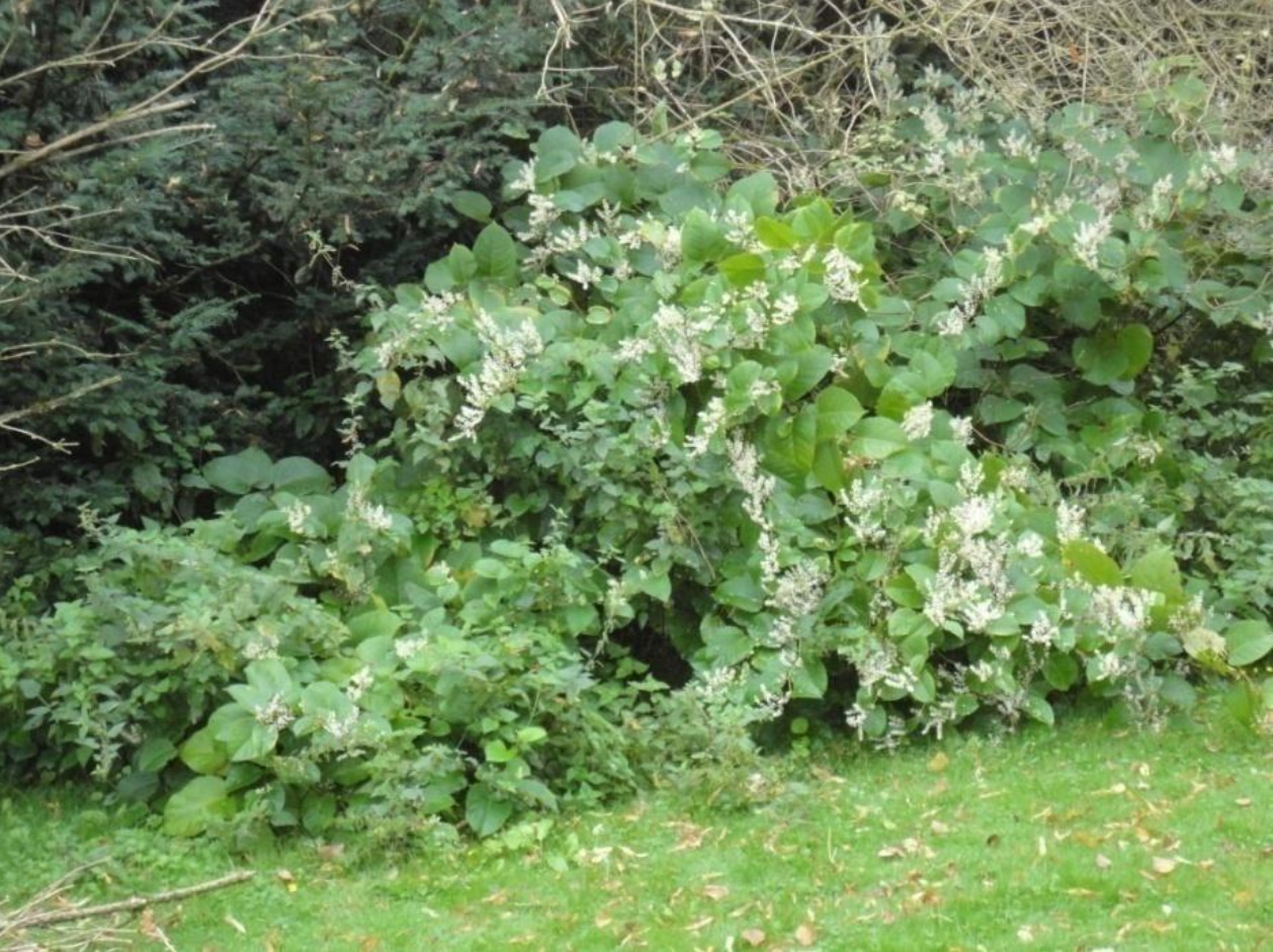 Knotweed White Flowers 1 Sept