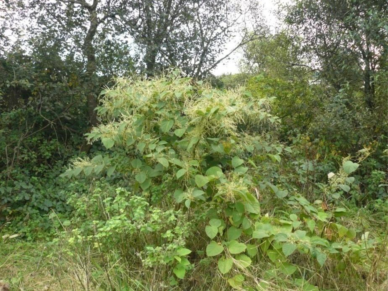 Knotweed White Flowers 2 Sept