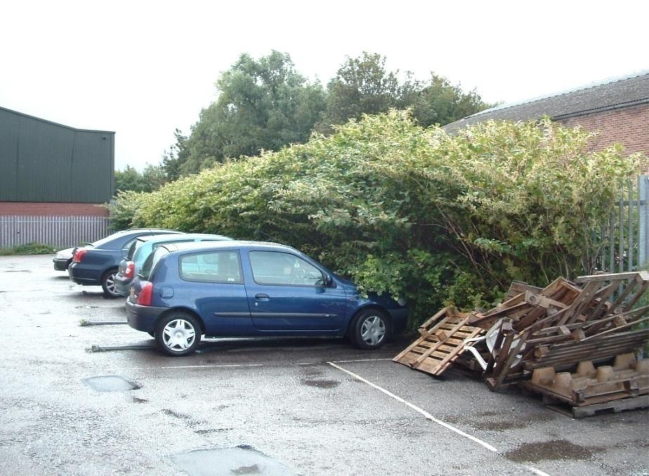 Knotweed on Edge of Car Park