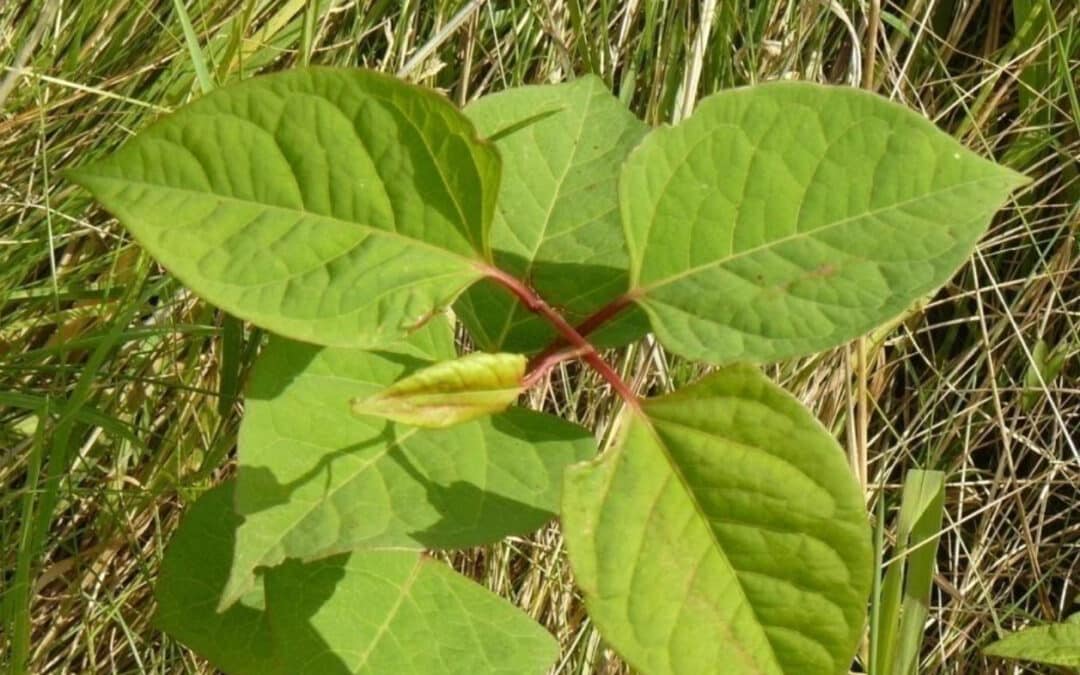 The Hidden Dangers of Invasive Weeds in Commercial & Construction Sites