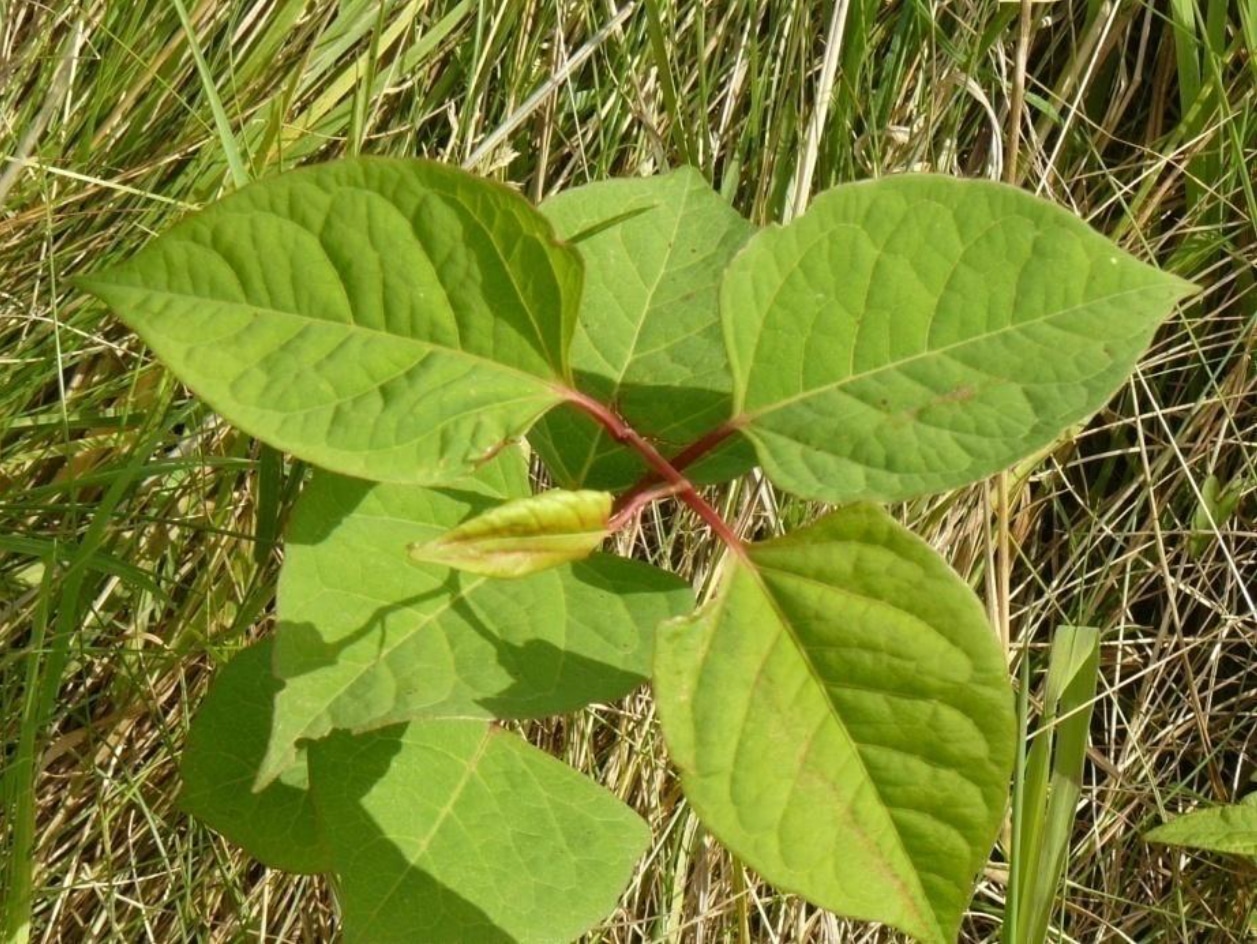 Smaller Shoots Found in Summer