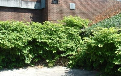 DIY vs. Professional Japanese Knotweed Removal: What Actually Works?