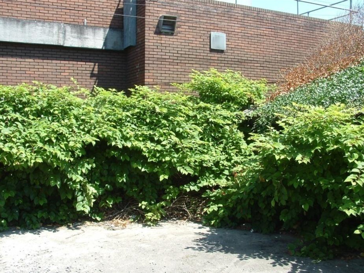 Well Established Knotweed