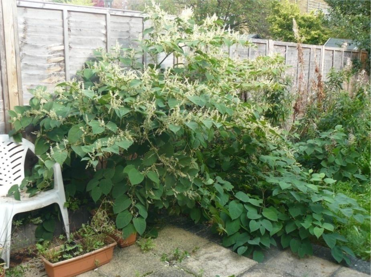 White Flowering Stage