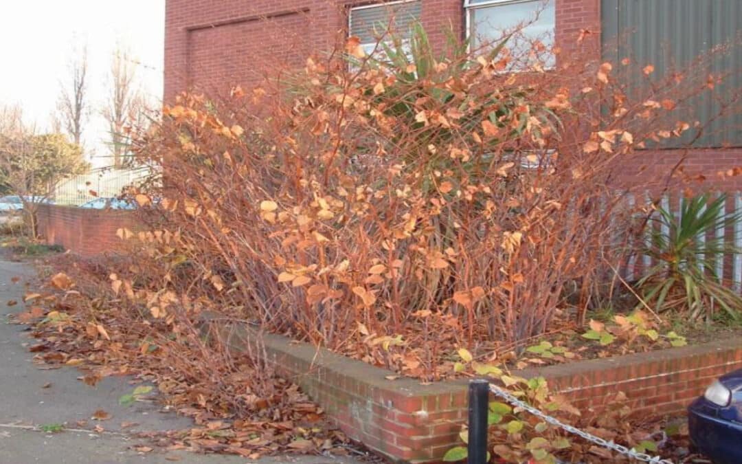 How to Plan Ahead: Booking Your Knotweed Survey for the New Year