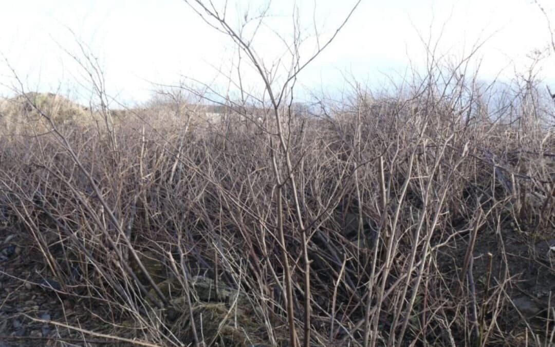 Winter Management: What Happens to Knotweed in Cold Weather?
