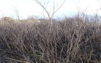 Winter Management: What Happens to Knotweed in Cold Weather?