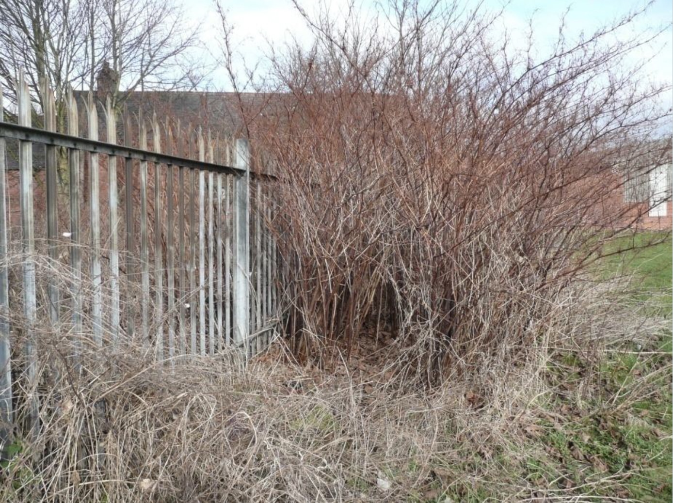 Knotweed Stems with Desiccated Flower Sets Winter