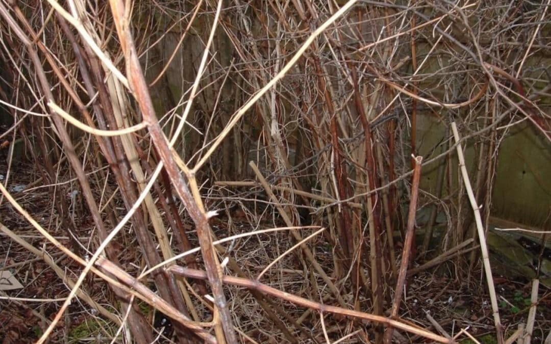 The Role of Invasive Species in Biodiversity Loss and How You Can Help