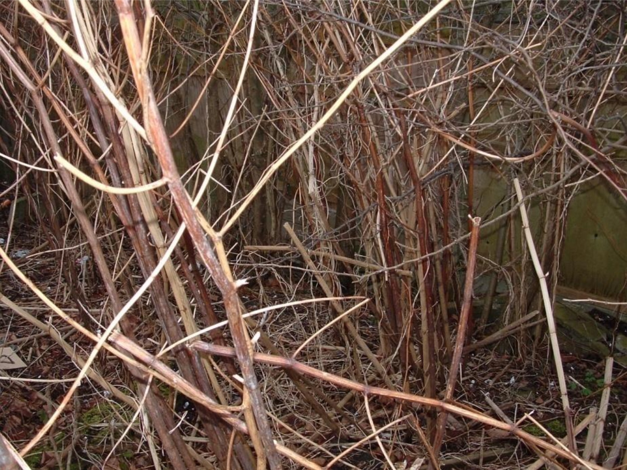Knotweed Dead Brown Brocken Stalks Feb