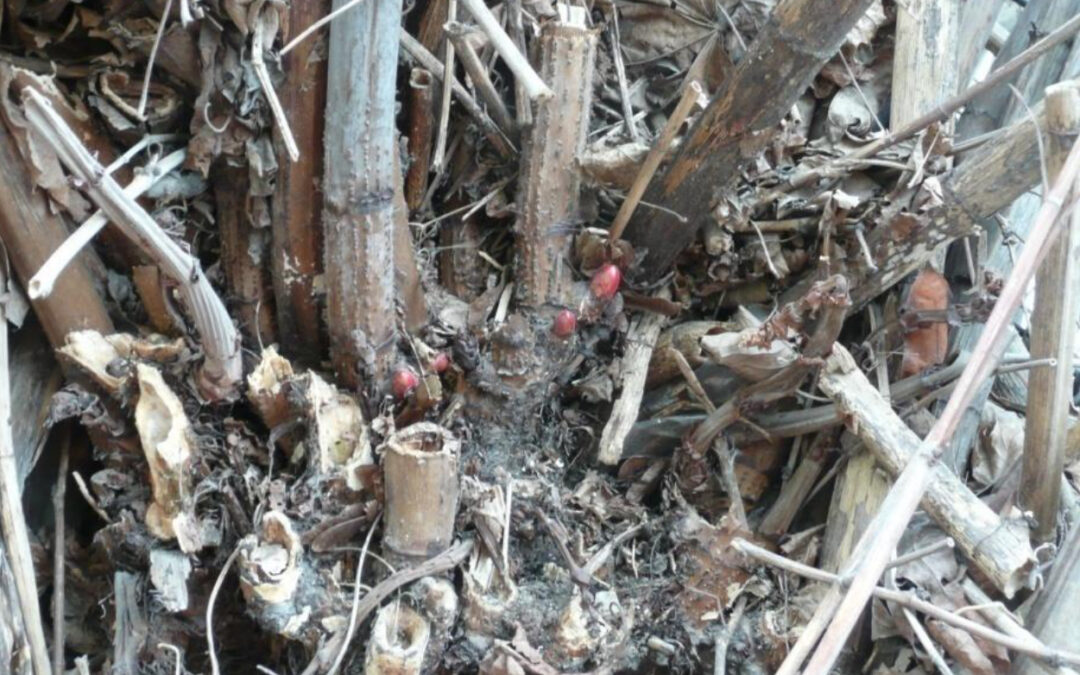 Spring is Coming: How to Check Your Property for New Knotweed Growth
