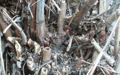 Spring is Coming: How to Check Your Property for New Knotweed Growth