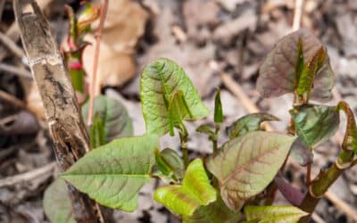 April Alert: What to Do When You Spot the First Knotweed Shoots