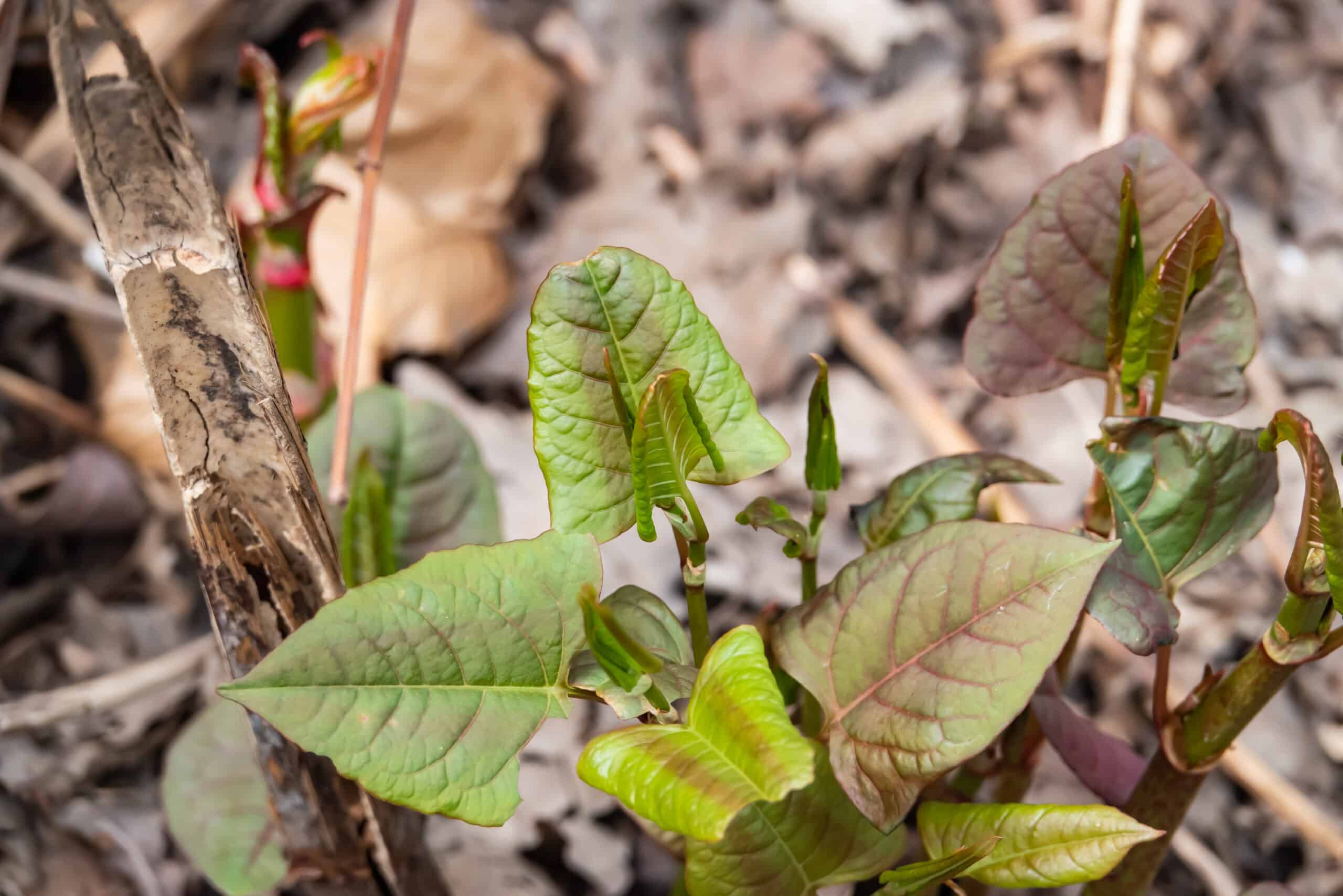 Japanese Knotweed Sprouting in Spring