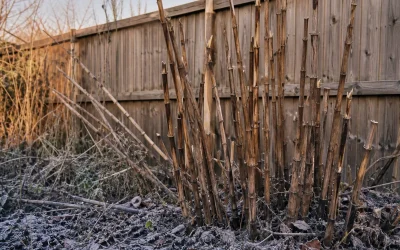 Residential Knotweed Removal 3 Can You Identify Japanese Knotweed in Winter? What Brown Canes Can and Cannot Prove